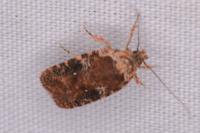 Agonopterix purpurea