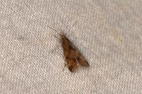 Brachmia blandella