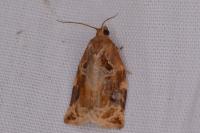 Archips xylosteana