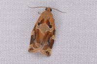 Archips xylosteana