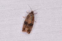 Celypha striana
