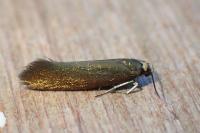 Roeslerstammia erxlebella