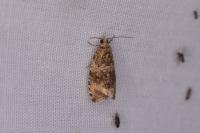 Celypha lacunana