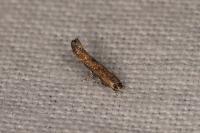 Coccidiphila