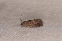 Grapholita molesta