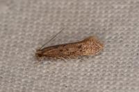 Xystrologa ochripennella