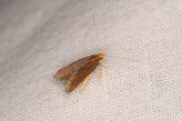 Crassa unitella