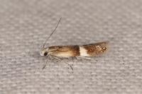 Aproaerema polychromella