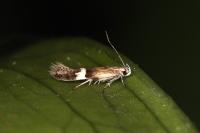 Aproaerema polychromella