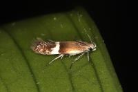 Aproaerema polychromella