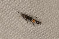 Cosmopterix pulchrimella