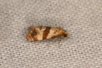 Phalonidia contractana
