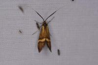 Nemophora degeerella