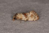 Neocochylis molliculana