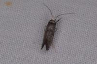 Paraswammerdamia nebulella