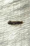 Monopis crocicapitella