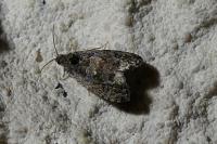 Endothenia ustulana