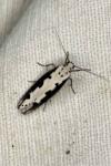Ethmia bipunctella