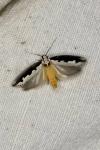 Ethmia bipunctella