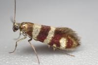 Micropterix allionella