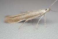Coleophora discordella