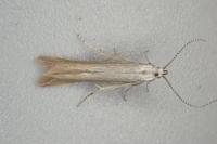 Coleophora discordella