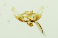 Coleophora discordella