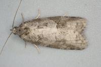 Cnephasia stephensiana