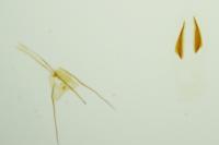 Niditinea striolella
