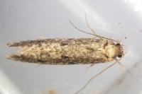 Niditinea striolella