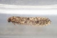 Niditinea striolella