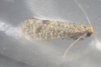 Nematopogon robertella
