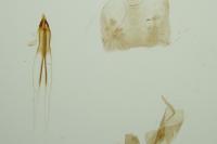 Nematopogon robertella