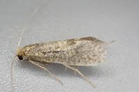 Nematopogon robertella