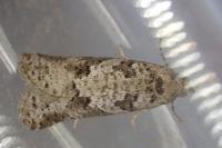 Cnephasia stephensiana