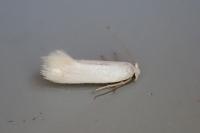 Opostega salaciella