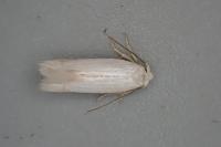 Opostega salaciella