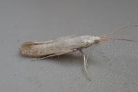 Coleophora anatipennella