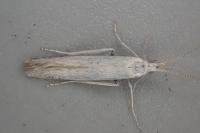 Coleophora anatipennella