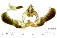 Epinotia immundana