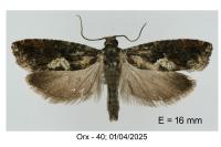Epinotia immundana