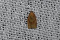 Clepsis consimilana