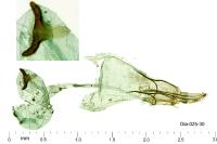 Argyresthia spinosella