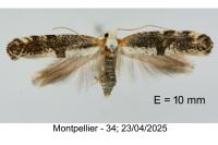 Argyresthia spinosella