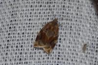 Archips xylosteana