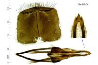 Incurvaria koerneriella