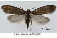 Incurvaria koerneriella
