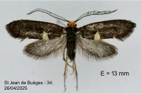 Incurvaria masculella