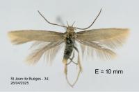 Elachista