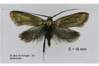 Adela reaumurella